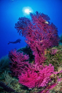 Red Mediterranean Seafan by Marco Gargiulo 